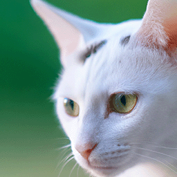 White cat White